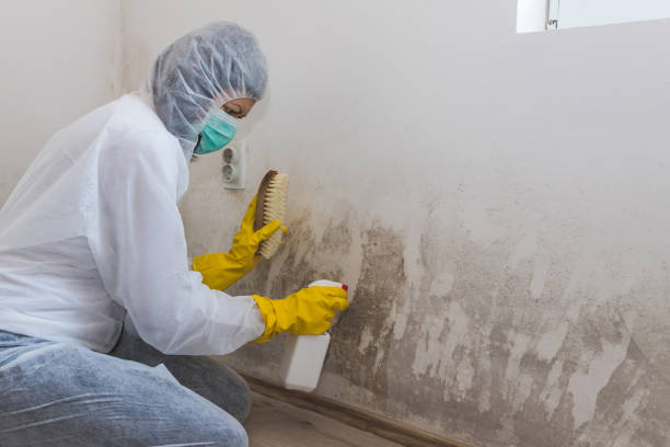 Best Biohazard Mold Removal in USA